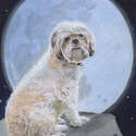 Tosca and the Full Moon