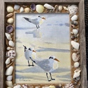 Tern,tern,tern with shells on the frame